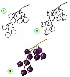 как рисовать фрукты и ягоды