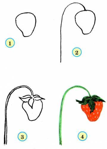 как рисовать фрукты и ягоды