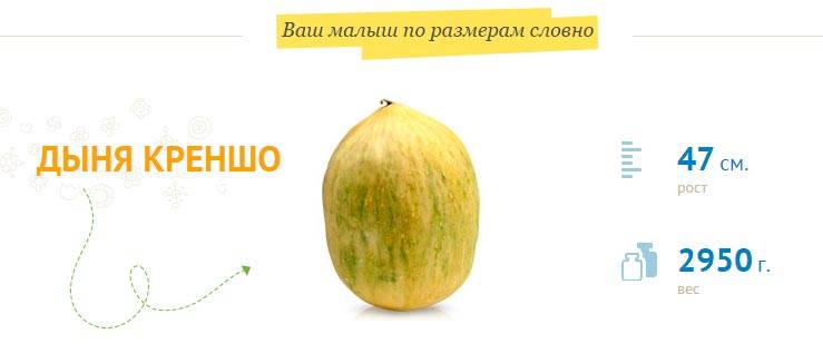 37 недель беременности отзывы. Размеры плода на 37 неделе беременности. Размер малыша на 36 неделе беременности. Размер ребенка на 37 неделе беременности. 36 Неделя беременности фрукт.