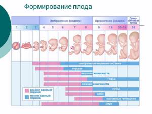 признаки беременности две недели после зачатия